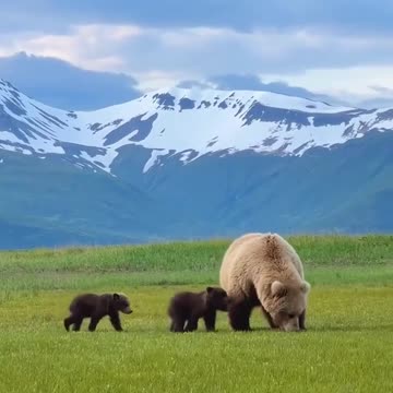 Mama bear and her three little cubs