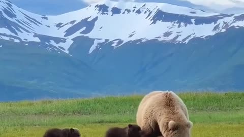 Mama bear and her three little cubs