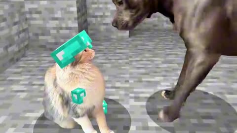 Don't mess with the cat
