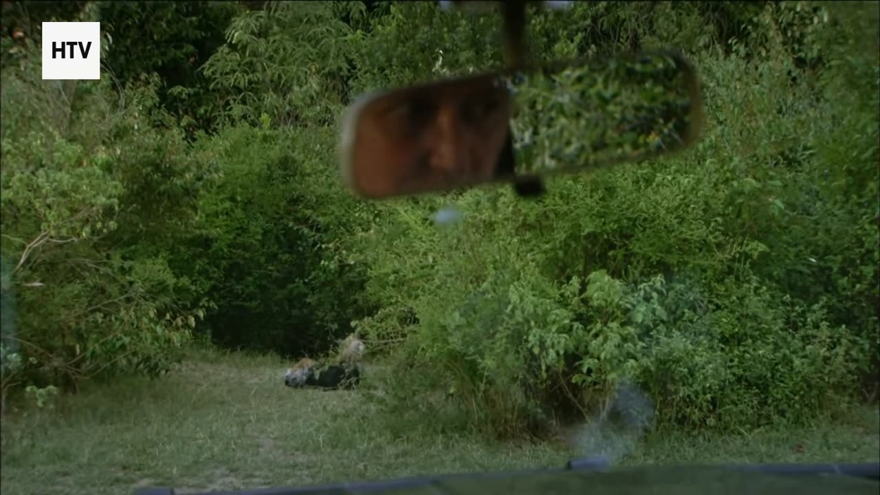 Jungle Pulse: Stories Written by Nature