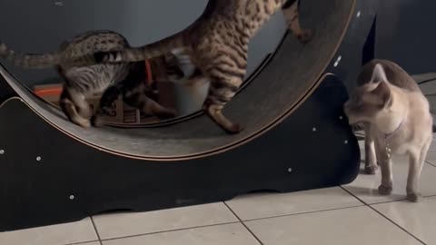 Father Cat Shows His Son How to Run the Wheel