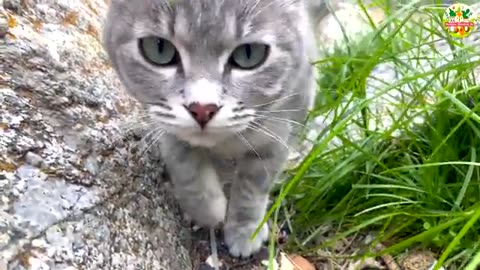 Beautiful Kittens Playing on the Grass _ Cute Cat Sounds _ Relaxing Cat Videos