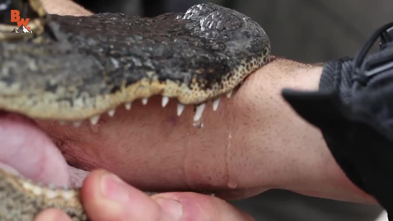 ALLIGATOR BITE!