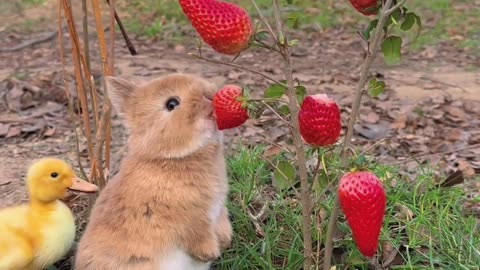 Animal Verse – Episode 1 - The Cute Bunny 1!