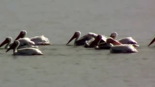 American White Pelicans In Kansas