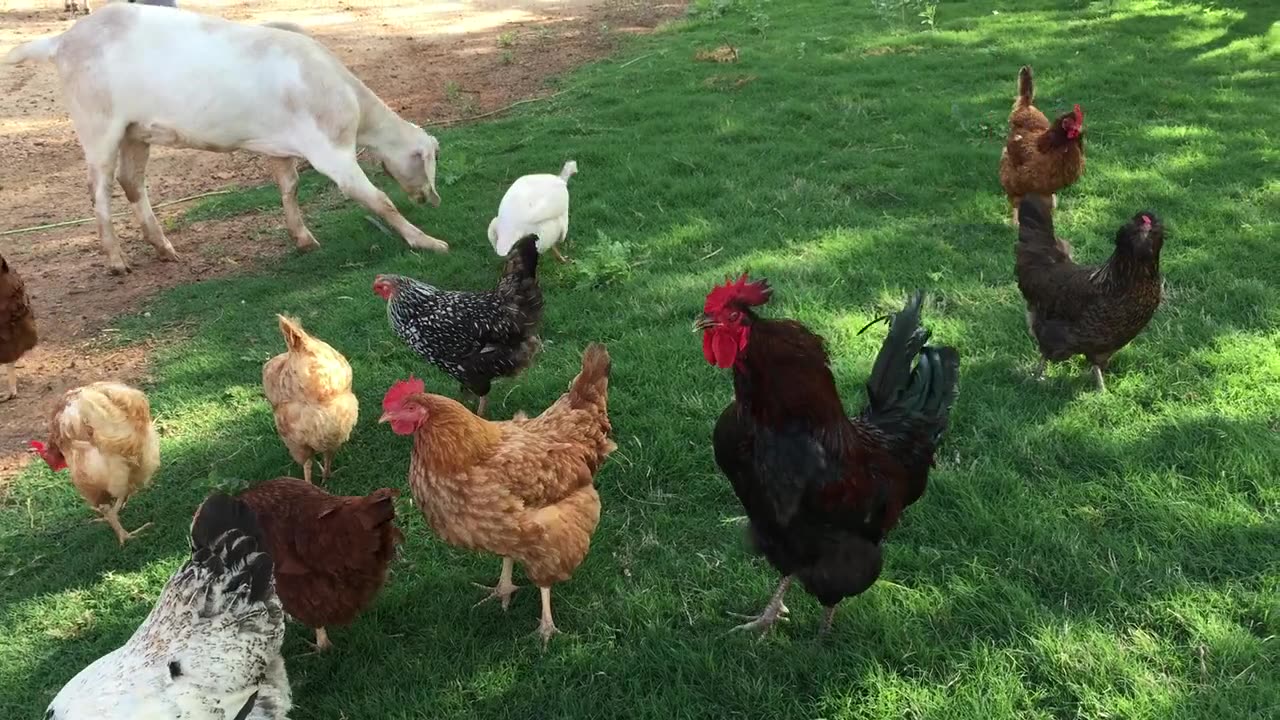 🐓🐐 A Perfect Day on the Farm! ☀️🌿