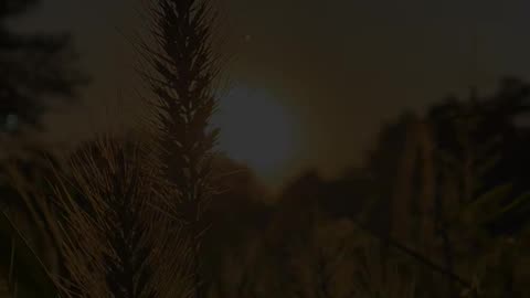 🕊️🙏 Prayer for Healing | Embrace God’s Comfort & Restoration | InGodWeTrustDaily