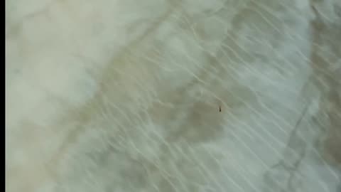 Daily Horoscope | Aquarius 🌟