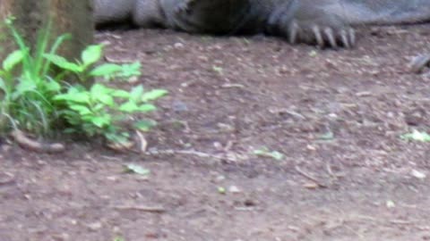 KOMODO DRAGONS