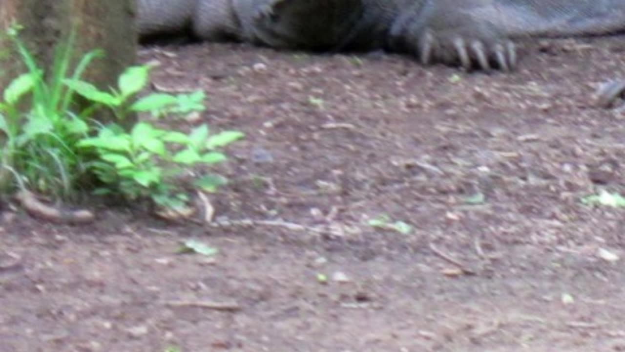 KOMODO DRAGONS