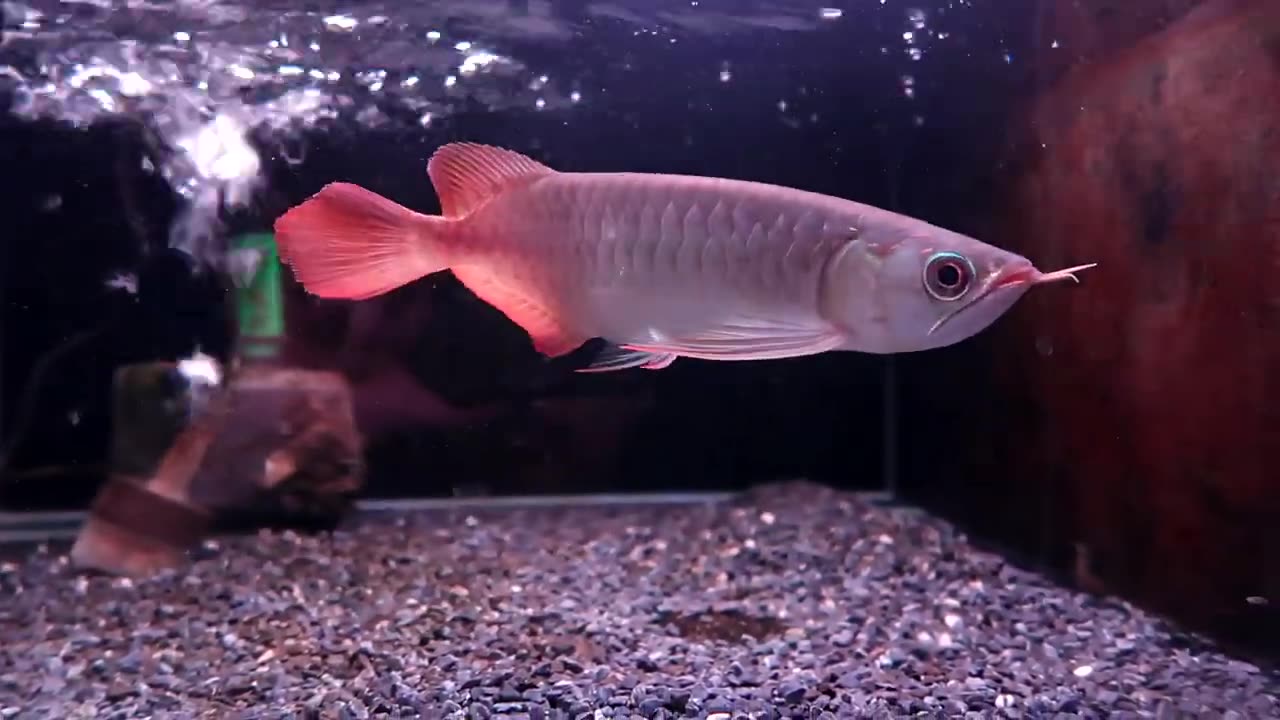 【龍爵士】特 印尼紅 25公分