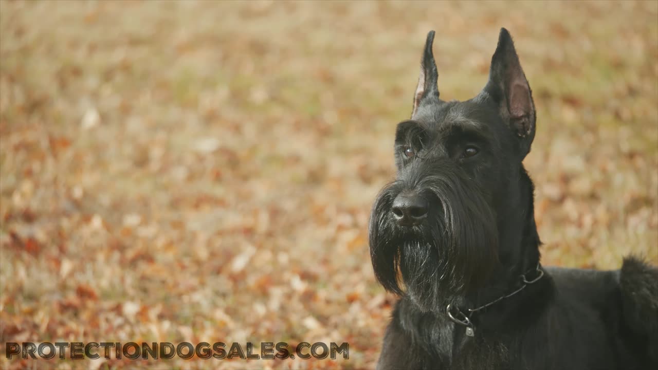 Giant Schnauzer Puppy to play huge role