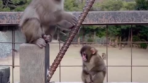 Sometimes all you need is a hug 🐒