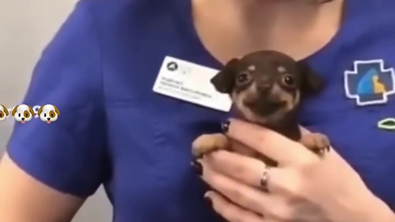 Because I’m happy dog