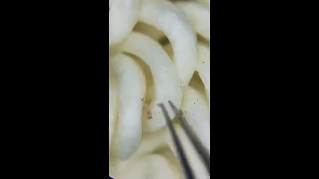 Ramen Noodle Are ALIVE Under A Microscope