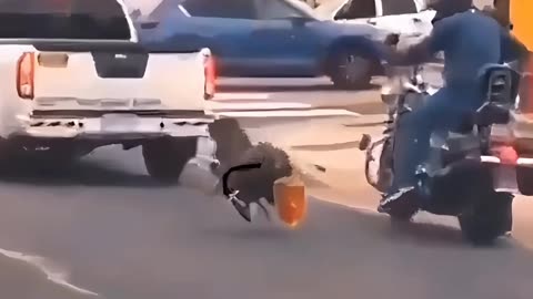 Mostly Peaceful Turkeys Protesting Thanksgiving