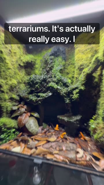 How I Achieve Massive Springtail Populations!