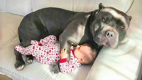 True Loyalty 🐾 | Dog Protects Baby Like a Real Guardian Angel 👶💖