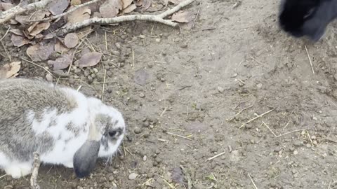 Bunny Detective Sniffing for Clues 🕵️‍♂️