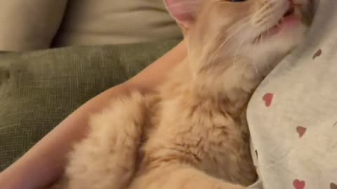 Catching Up With My Cat After a Long Day