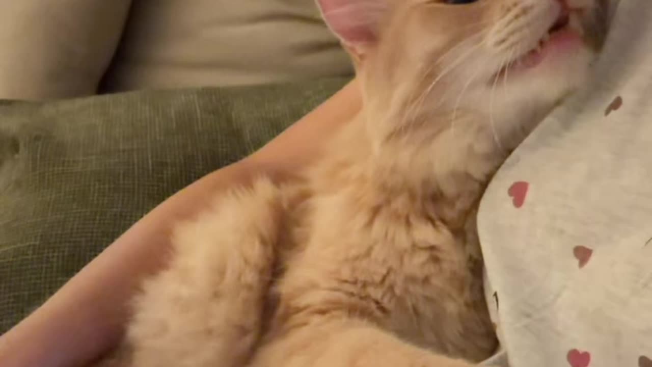 Catching Up With My Cat After a Long Day