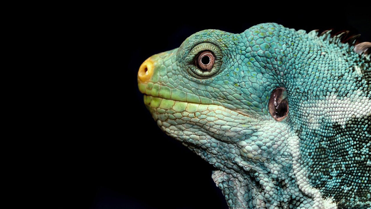 The Iguana: A Glimpse into the Life of a Majestic Reptile