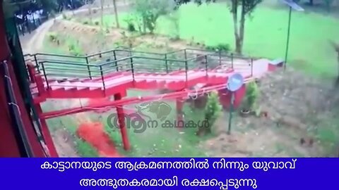 ആനയുടെ ആക്രമണത്തിൽ നിന്നും അത്ഭുതകരമായി രക്ഷപെട്ടു _ Man narrowly escapes from elephant attack