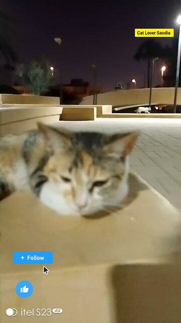 Cat lover Saudia arbia