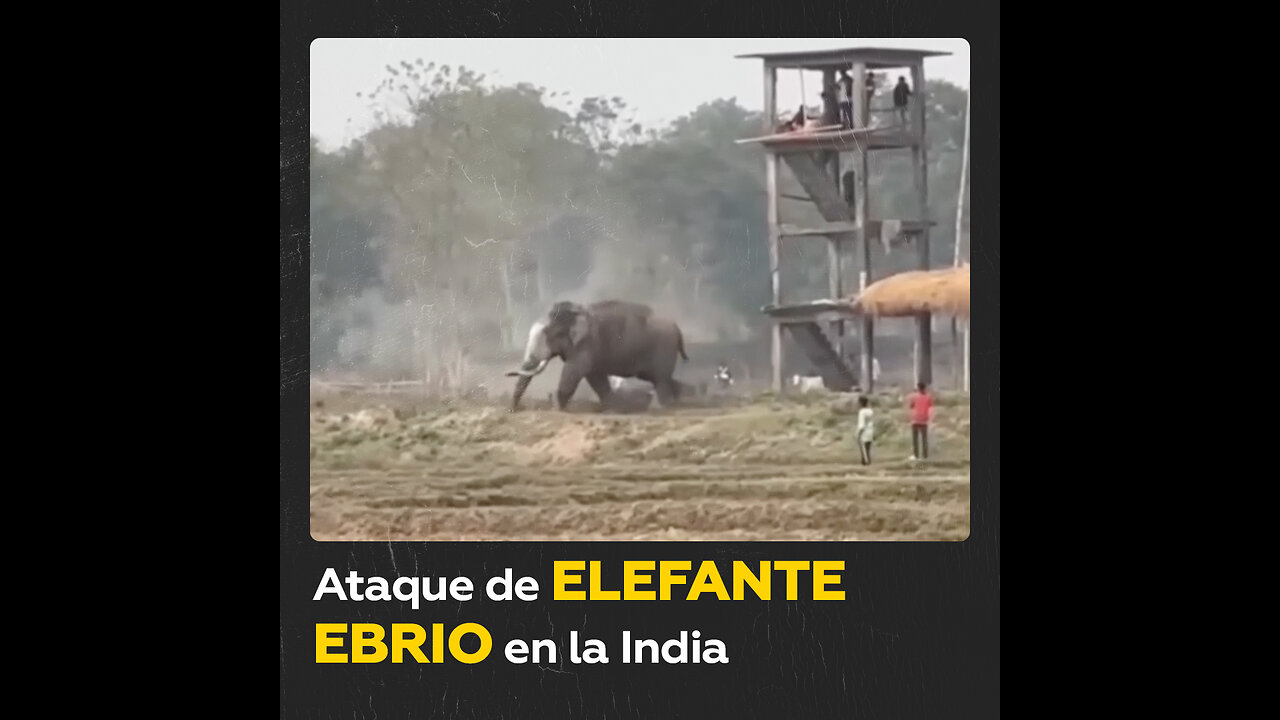 Un elefante, en aparente estado de embriaguez, causa estragos en la India