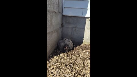 Quick dust bathing session.