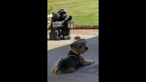 Birds at feeder and pup chilling