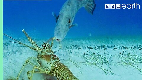 Lobsters vs Trigger Fish