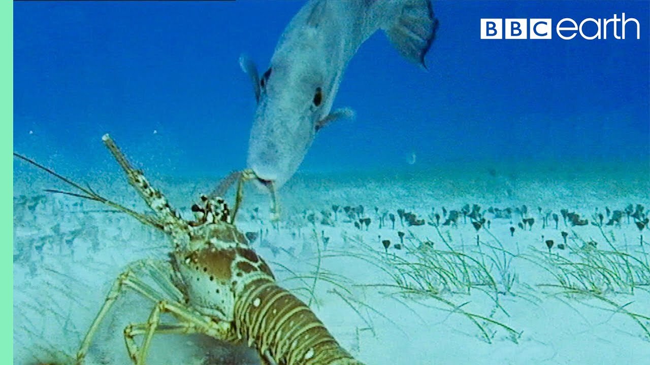 Lobsters vs Trigger Fish