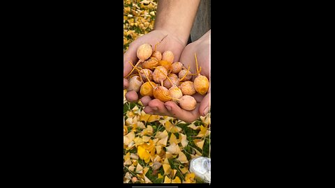 Ginkgos and cycads are slightly related!