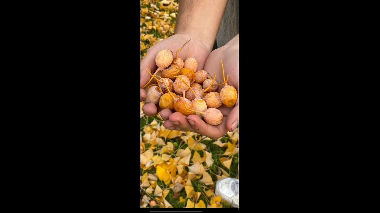 Ginkgos and cycads are slightly related!