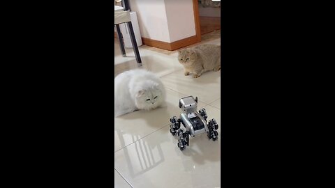 Cat VS Robot funny reaction #cat