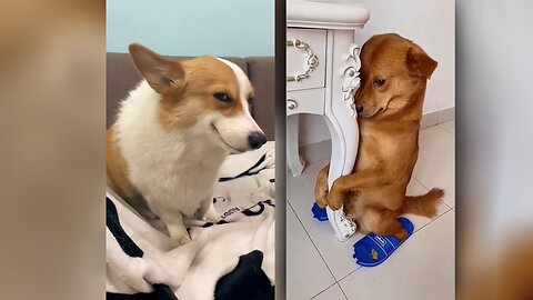 Funny moments with dogs! They have more soul