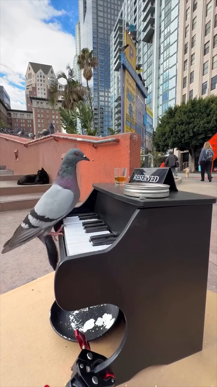 Talento callejero: palomas tocan el piano al ritmo del jazz