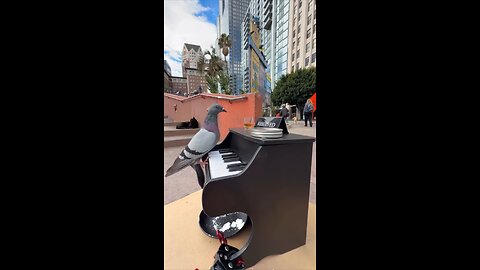 Talento callejero: palomas tocan el piano al ritmo del jazz
