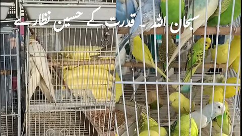 Nature beauty BIRDS