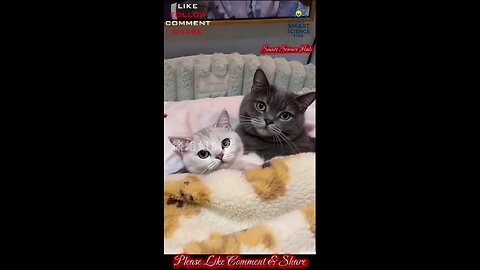 “Cats Caught Red-Handed! 🐾 Unexpected Moment”