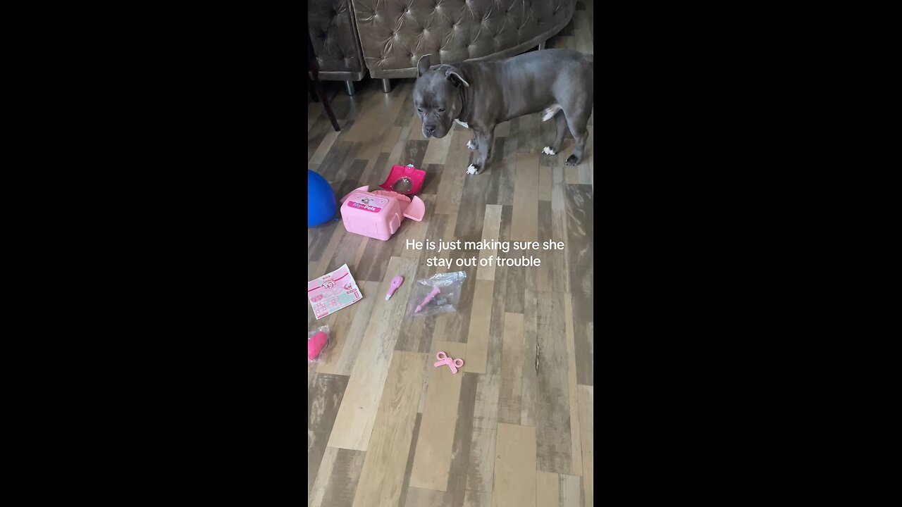 Dog making sure human stay out of trouble