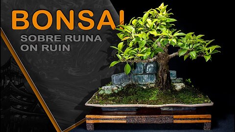 Bonsai sobre ruina: Bonsai SP