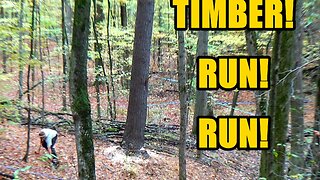 Timber Time: Two Friends, Two Giant Trees, One Epic Day in the Woods