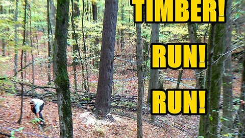 Timber Time: Two Friends, Two Giant Trees, One Epic Day in the Woods