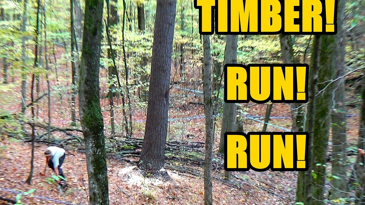 Timber Time: Two Friends, Two Giant Trees, One Epic Day in the Woods