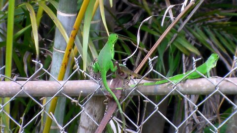 Iguana Yard Invasion