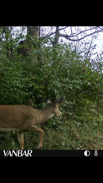 Deer Cam Photos 11 11 2025 - 11 12 2025 Bucks Game Cam Trail Camera