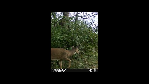 Deer Cam Photos 11 11 2025 - 11 12 2025 Bucks Game Cam Trail Camera