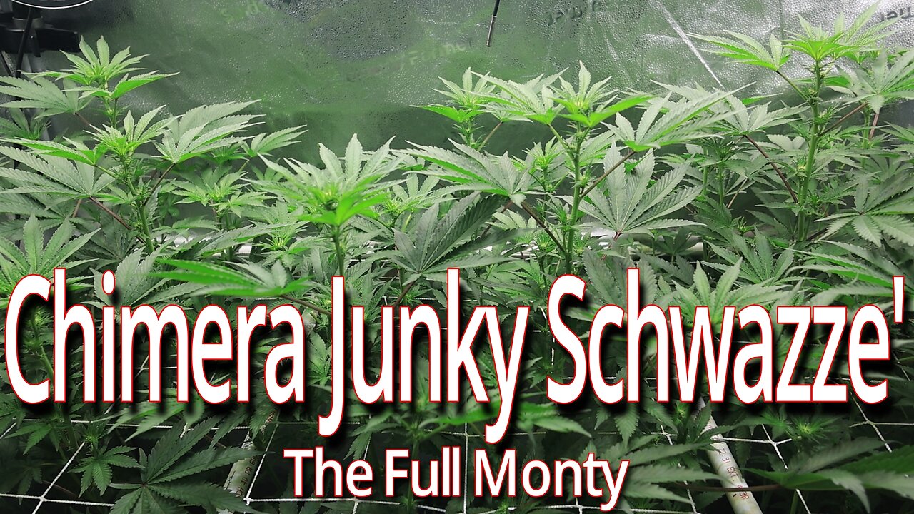 Chimera Junky Day 18 Schwazze', The Full Monty